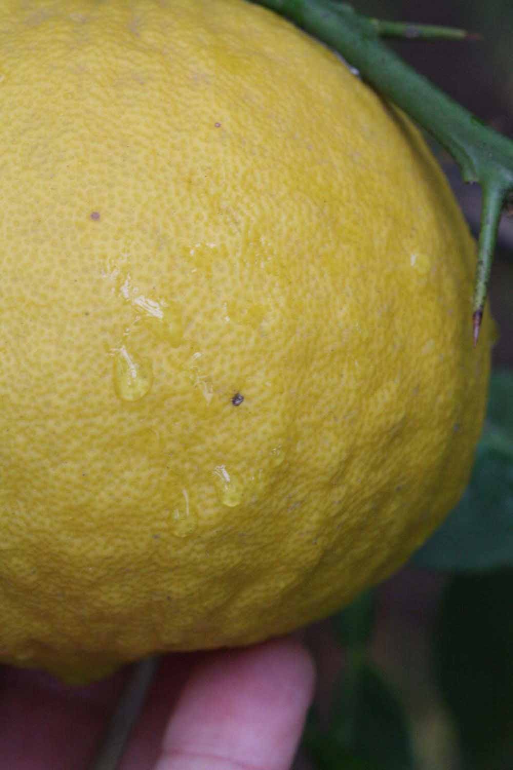              Fruit (Riverside, CA)       